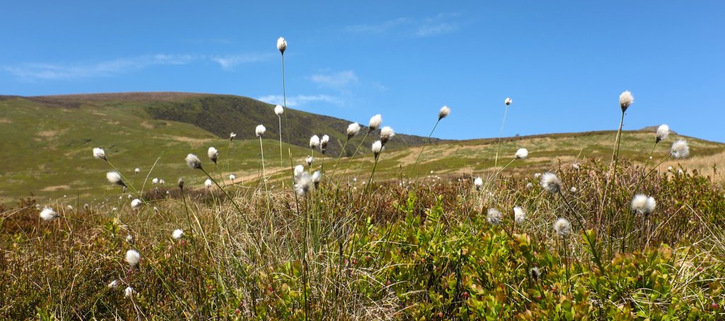 Cottongrass on Cadair Berwyn, Berwyn mountains, north Wales