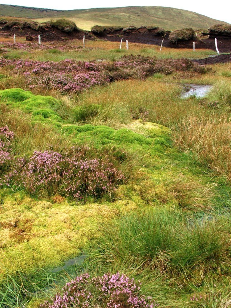 Llechwedd Du in the Aran mountains, north Wales