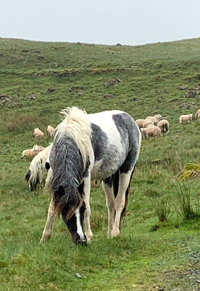 Semi feral ponies near Llyn y Fan Fach, Bannau Brycheiniog